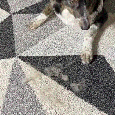 Vita CleanPaw™
