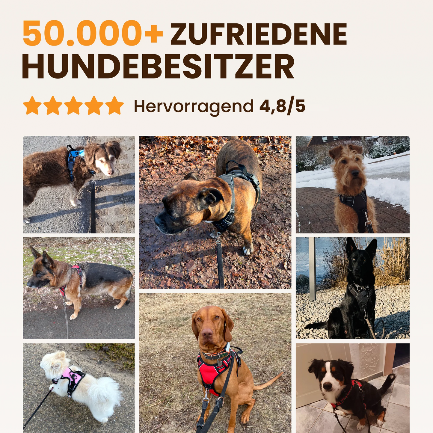 WalkBuddy