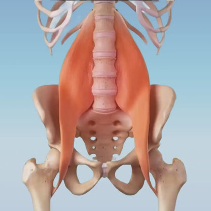 Orthogürtel